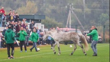 Собаками не здивуєш. Кінь вибіг на поле в грі України та Італії