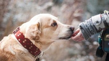 Собаки можуть передати людині стійкість до антибіотиків