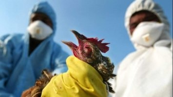 На Київщині спалах пташиного грипу