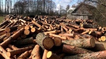 Судитимуть лісника, службова недбалість якого призвела до втрати понад 80 «кубів» лісу