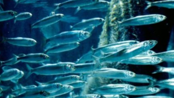 У Азовському морі помирає риба