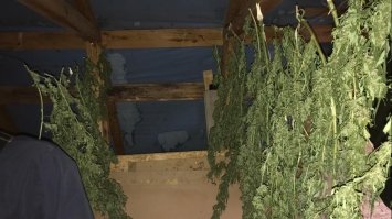 У Городку біля Рівного знайшли коноплі