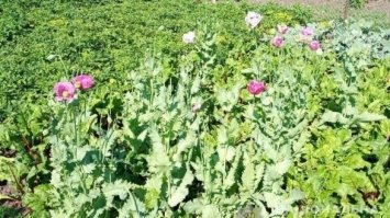 У Рівненському районі виявили посіви маку і конопель