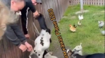 У Рівненському зоопарку п`яний відвідувач познущався з тварини (ВІДЕО)