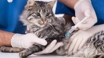 У Рівному безкоштовно щеплюватимуть котів та собак проти сказу