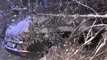 У Рівному дерева впали на автомобілі
