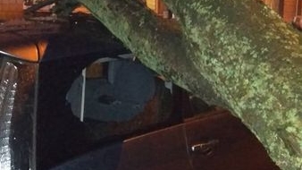 У Рівному на автомобіль впало дерево