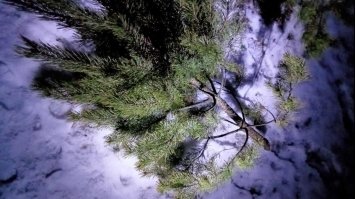 У Рівному невідомі зрубали десяток сосен і хотіли їх продавати