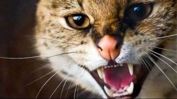 У селі на Дубенщині ввели карантин через сказ у домашнього кота