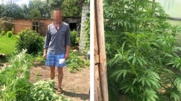 У жителя Зарічного виявили коноплю
