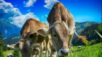 В ОРГАНІЗМІ КОРІВ ЗНАЙШЛИ СУПЕР-ЗАСІБ ДЛЯ ПЕРЕРОБКИ ПЛАСТИКОВИХ ВІДХОДІВ