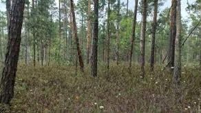 Вбили, обікрали та залишили у лісі: двоє юнаків з Рівненщини проведуть у в`язниці по 15 років