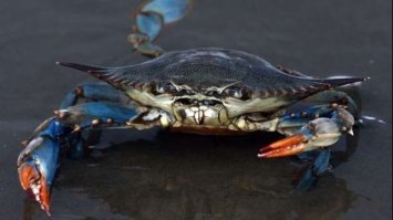 Вчені виявили в бурштині скам'янілості краба віком 100 млн років