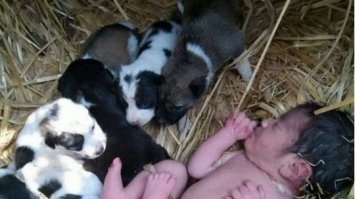 Викинуту новонароджену дівчинку врятувала бездомна собака