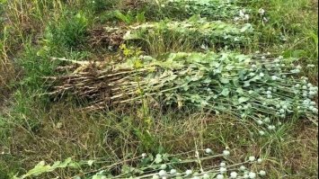 Вирощував у Демидівці понад півтори тисячі маку і запевняв, що для пиріжків
