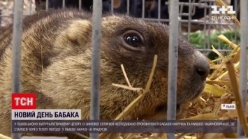 Вперше за 13 років бабаки прокинулися на місяць раніше: що це означає