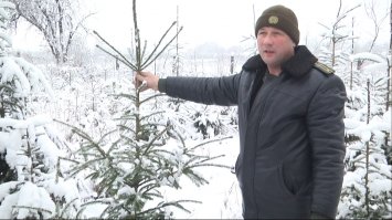 Ялинки рубатимуть лише під замовлення, кажуть лісівники